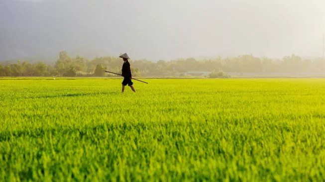 Panen Banyak dan Waktu Tanam Singkat Jadi Pertimbangan Kabupaten Belitung Pilih Varietas Padi